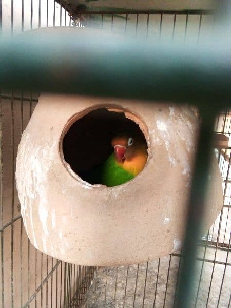 cage and parrot for sale 6