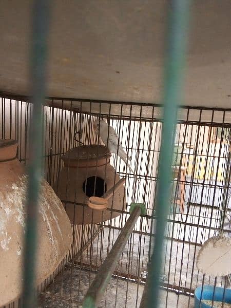 cage and parrot for sale 7