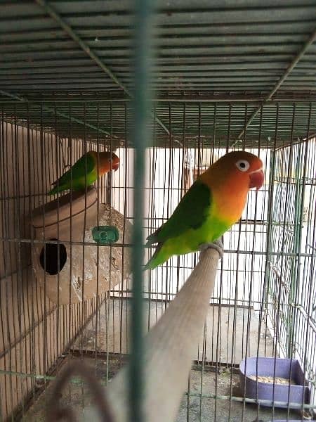 cage and parrot for sale 8