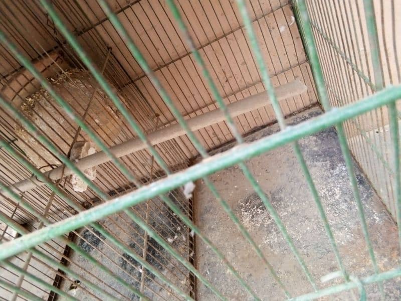 cage and parrot for sale 9