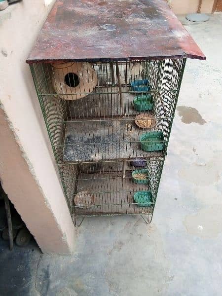 cage and parrot for sale 13