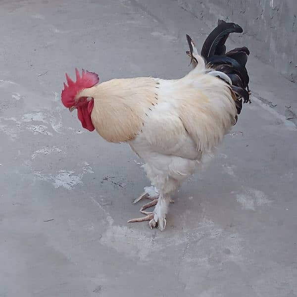hen for sale very good price 0