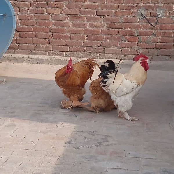 hen for sale very good price 1