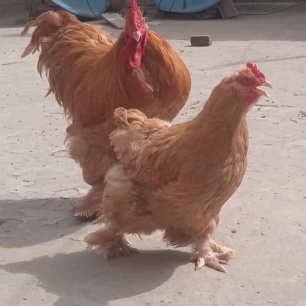 hen for sale very good price 2