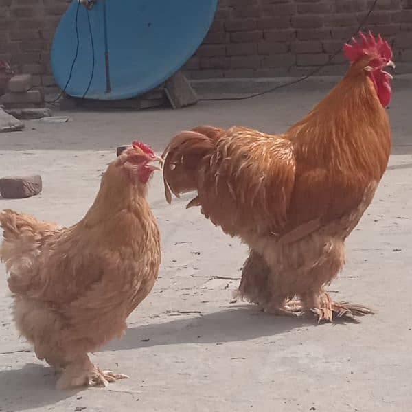 hen for sale very good price 3