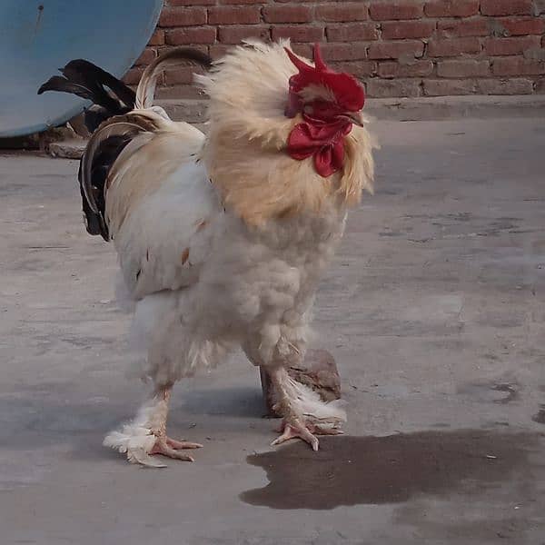 hen for sale very good price 4