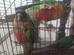 yellow sided and pineapple conure in high red factor