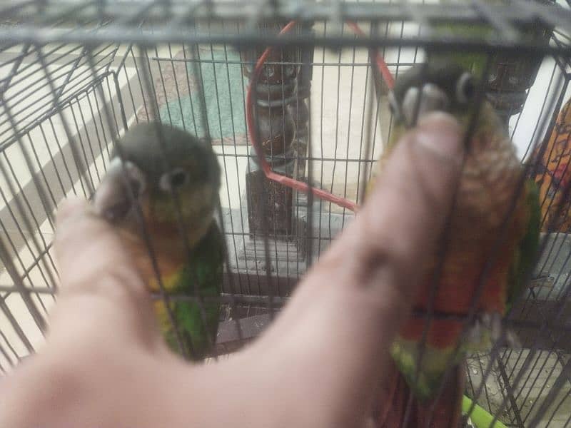 yellow sided and pineapple conure in high red factor 2