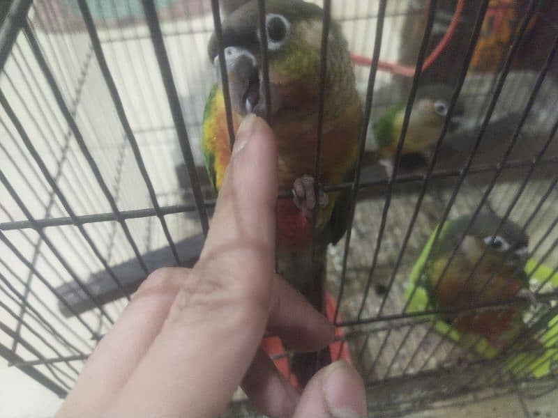 yellow sided and pineapple conure in high red factor 3