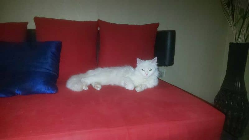 PERSIAN CAT FOR SALE 0