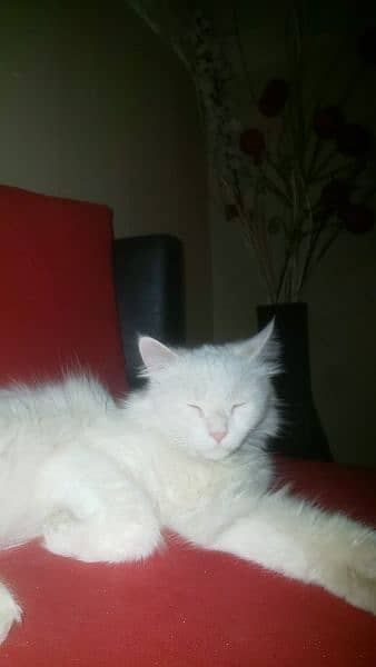 PERSIAN CAT FOR SALE 1