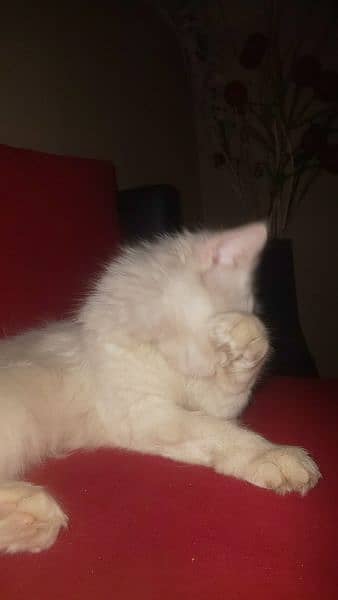 PERSIAN CAT FOR SALE 2