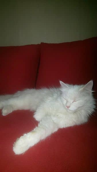 PERSIAN CAT FOR SALE 3