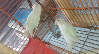 Raw Parrot Confirm Breeder pair with Cage and Box Argent Sell