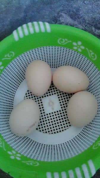 Aseel thai hen with eggs 3