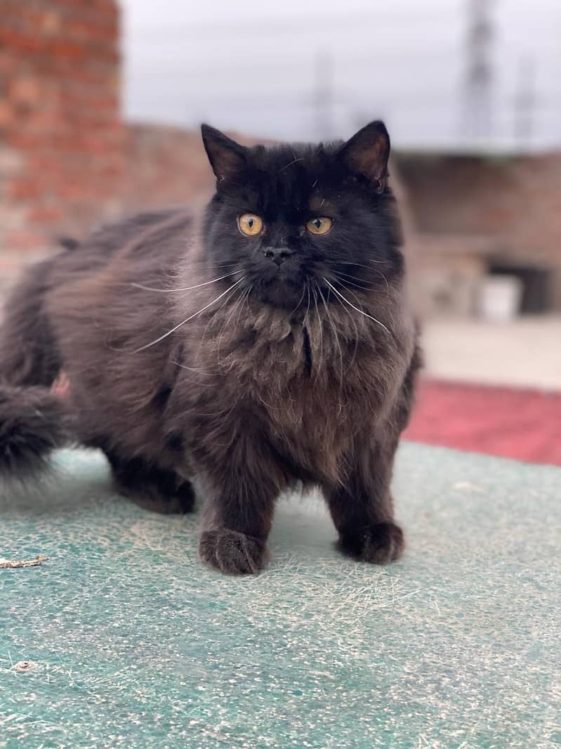 Black Persian Cat 0
