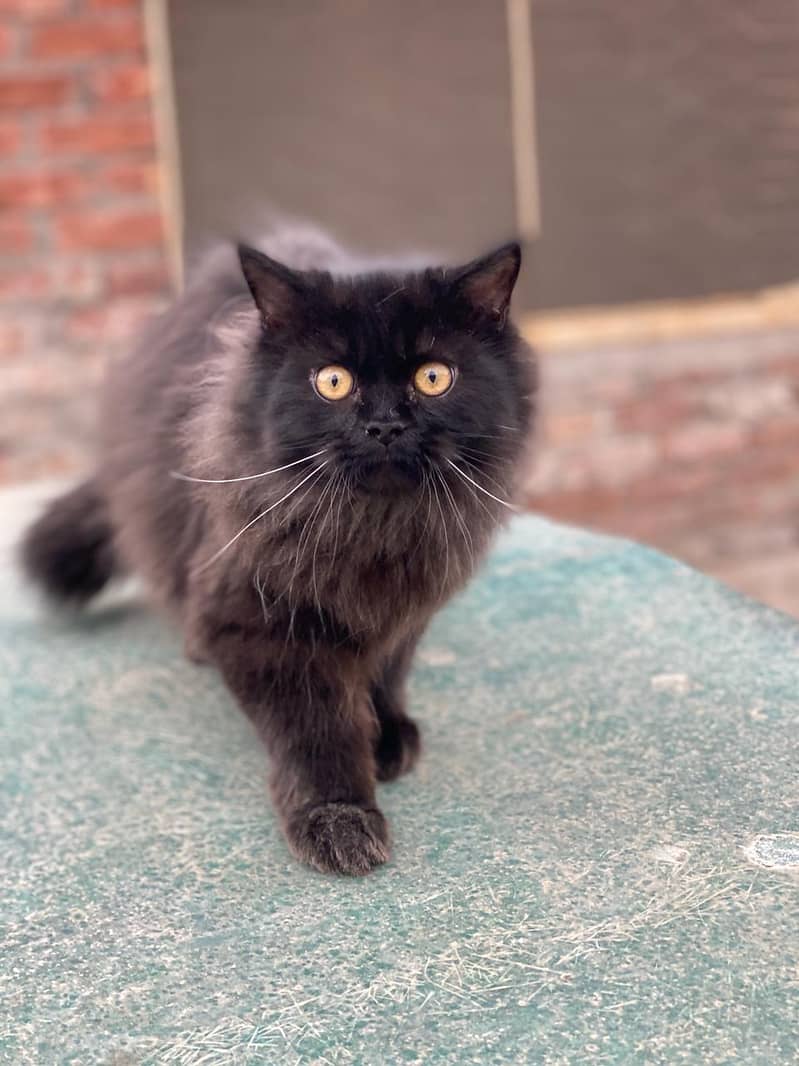 Black Persian Cat 1
