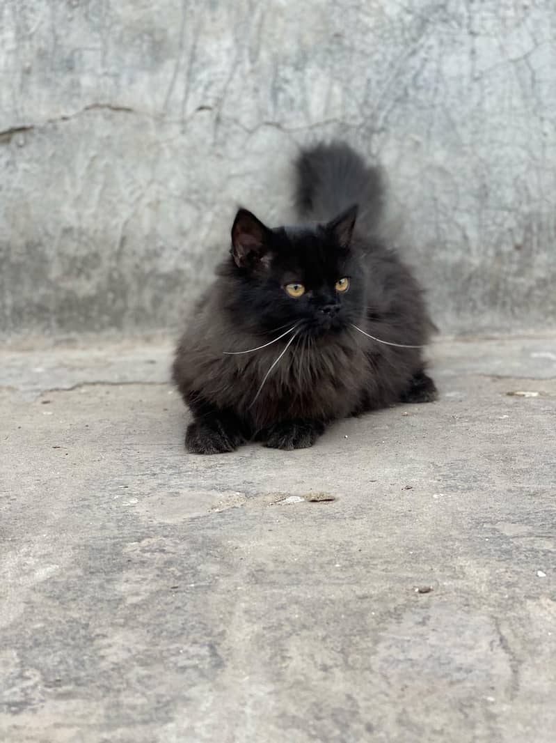 Black Persian Cat 2