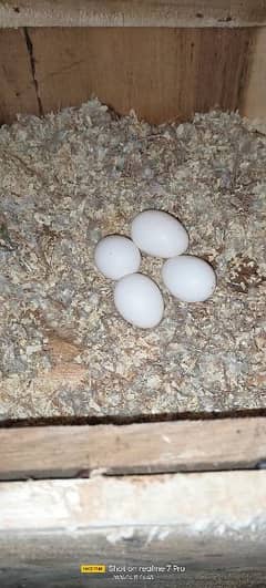 Raw breeder  parrot with 4 eggs pair for sale.