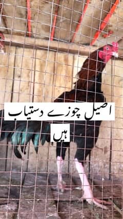pure Aseel chicks/ اصیل چوزے /mix breed