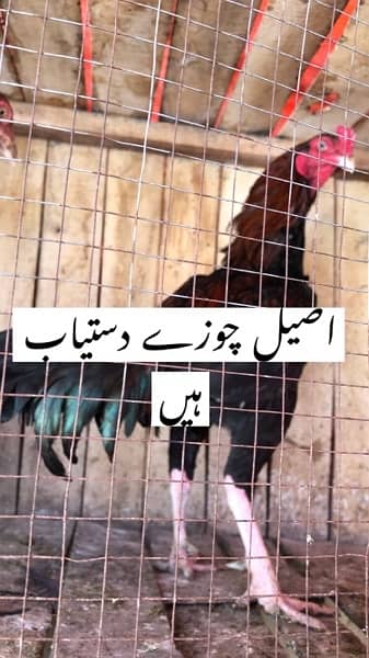 pure Aseel chicks/ اصیل چوزے /mix breed 0