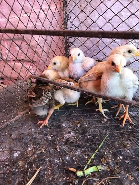 pure Aseel chicks/ اصیل چوزے /mix breed 4