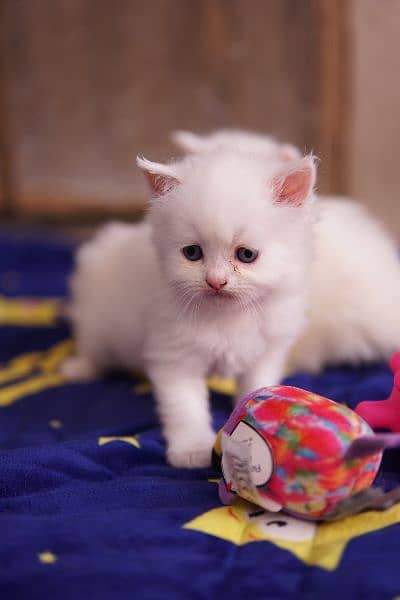 Persian kitten 8