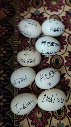 heera plus lakhi k eggs