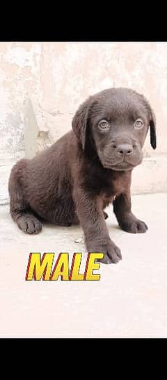 Chocolate Labrador Puppies Available