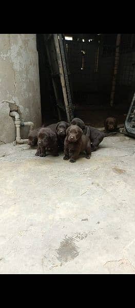 Chocolate Labrador Puppies Available 2