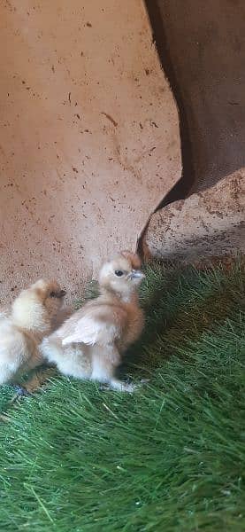 black silkie eggs laying and chicks 7