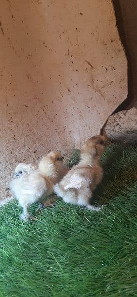 black silkie eggs laying and chicks 8