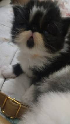 Persian piky face kitten