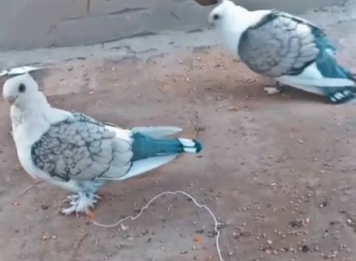 Senti pigeons breeder pair 0