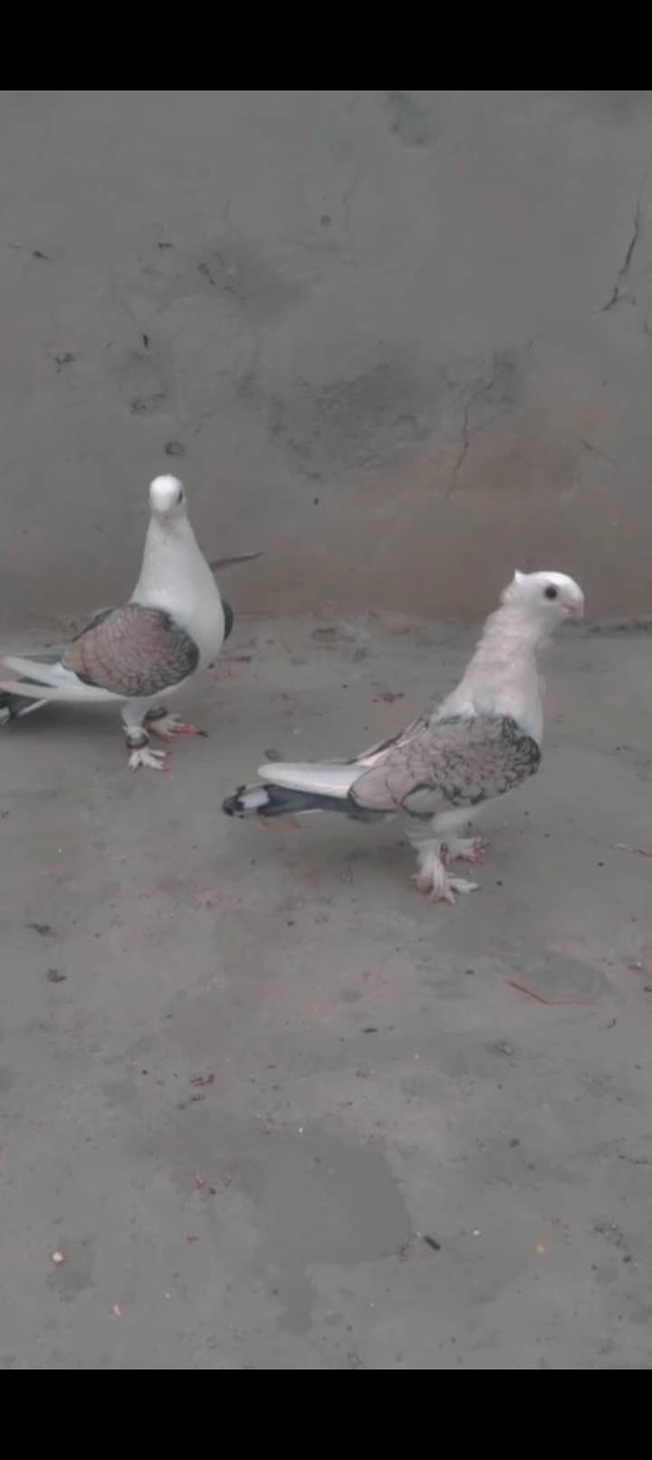 Senti pigeons breeder pair 1