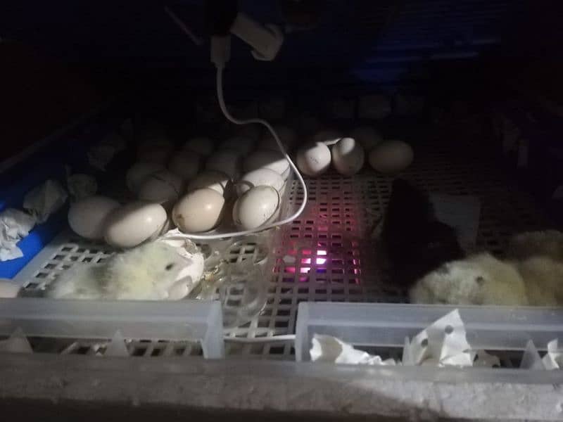 Fertile Eggs 2