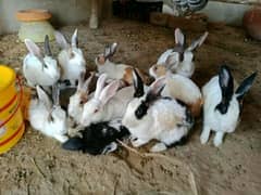 Breeder rabbits