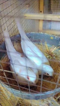 Red pied and blue pide spotted chicks available