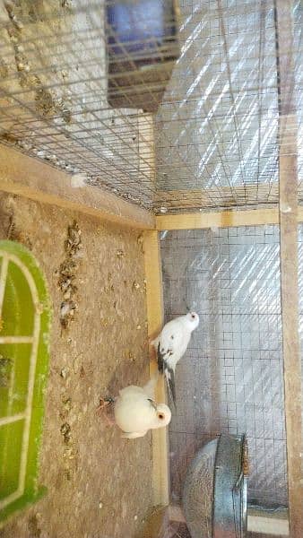 Red pied and blue pide spotted chicks available 2