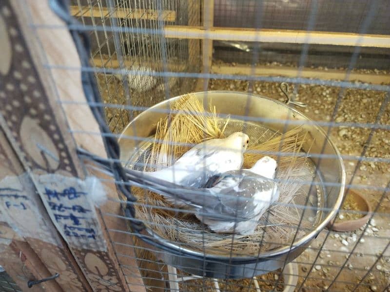 Red pied and blue pide spotted chicks available 3