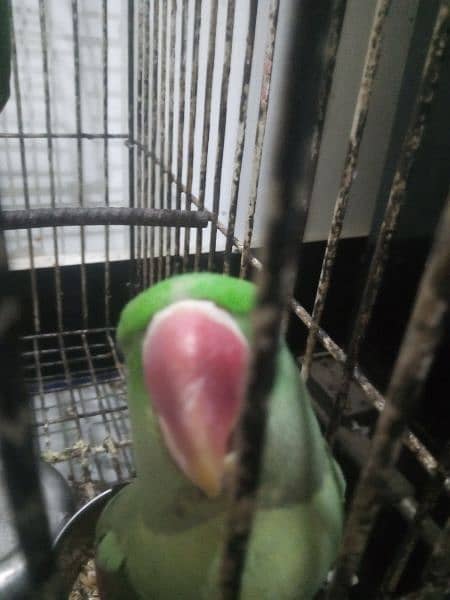 talking parrot 1