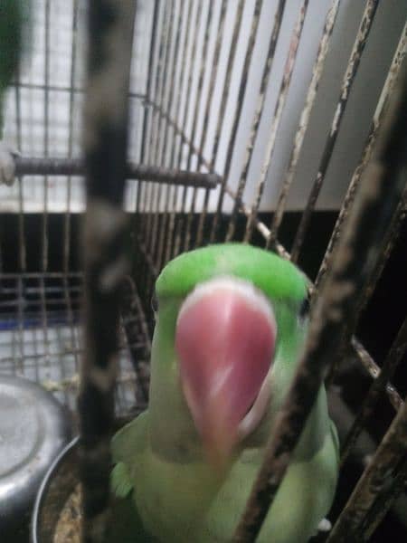 talking parrot 4