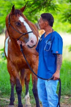 veterinary assistant required for Equine farm 0