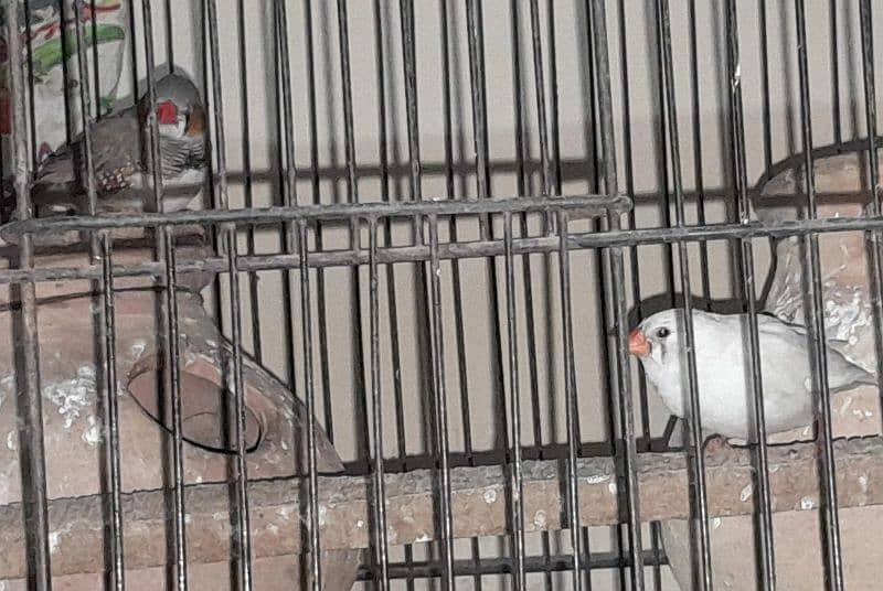 cage ya pinjara , or finches breeder pair with chicks 0