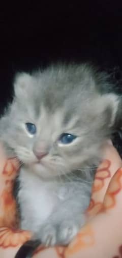 panch face available kitten for sale age 45 day's
