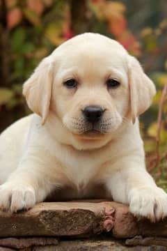 Labrador puppies available 0