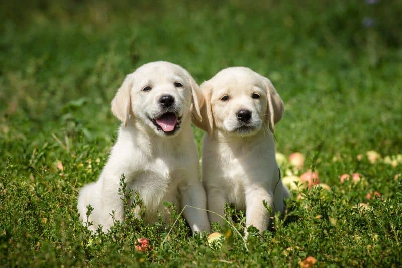 Labrador puppies available 2