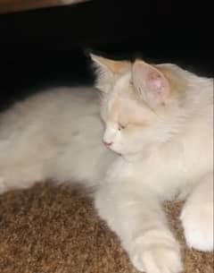 Persian cat female on heat for sale