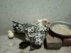 Aseel chick breeder for sell