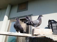 lacka pigeon phatha for sale